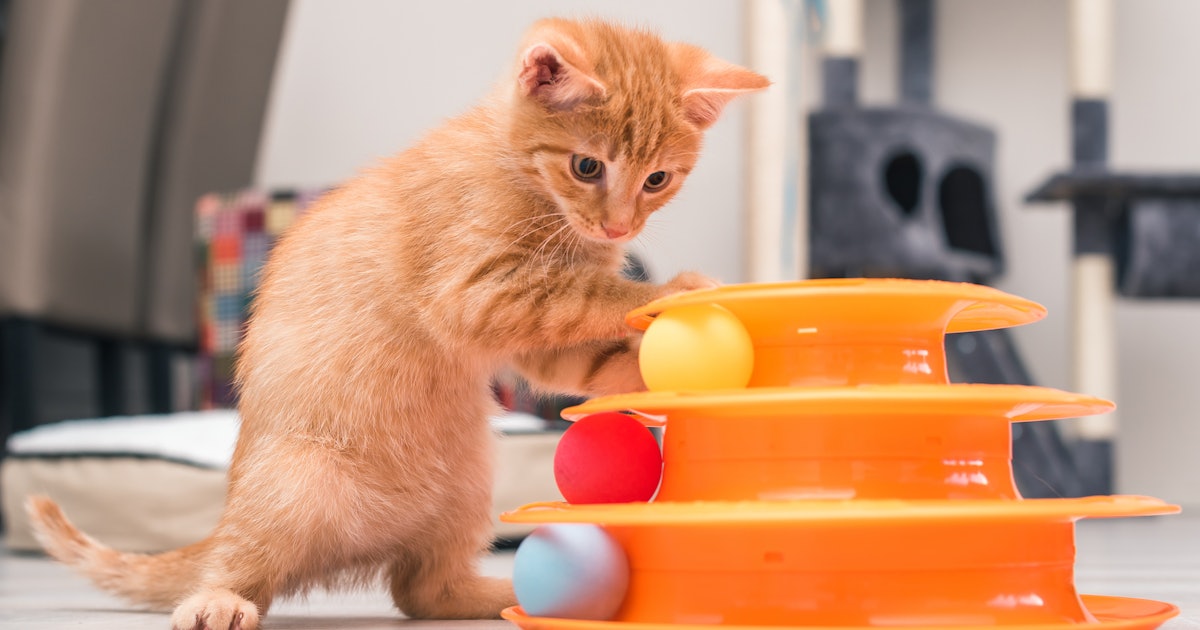 The 11 Best Kitten Toys