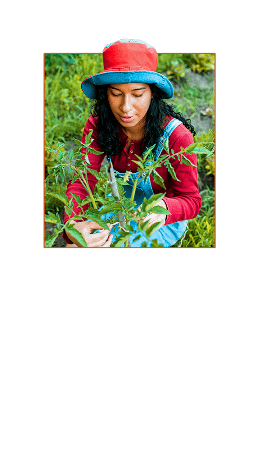 Experts give tips for how to garden in your first backyard.