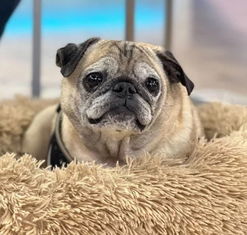 TikToker Jonathan Graziano shares viral videos of him and his dog, Noodle, playing a game of "No Bon...