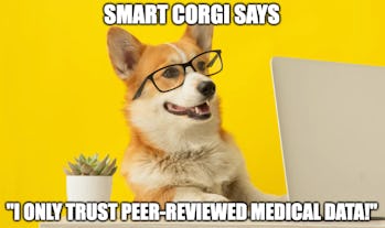 Shutterstock Corgi COVID-19 meme