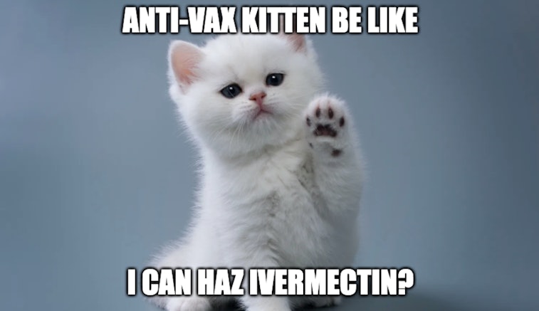 Shutterstock kitten with COVID-19 meme