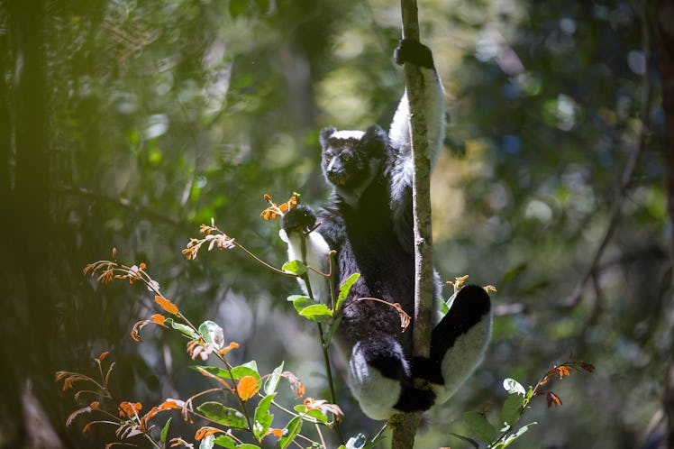 Indri indri hanging from a tree