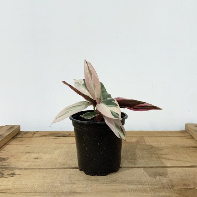 Stromanthe Triostar Plant from store Yelo Aple