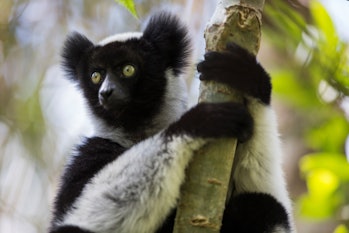 An endangered lemur or indri indri