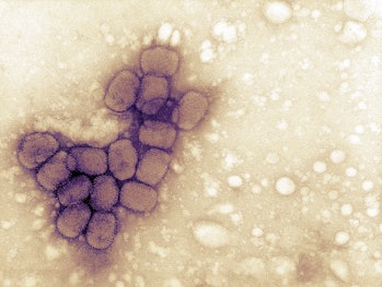 Smallpox virus