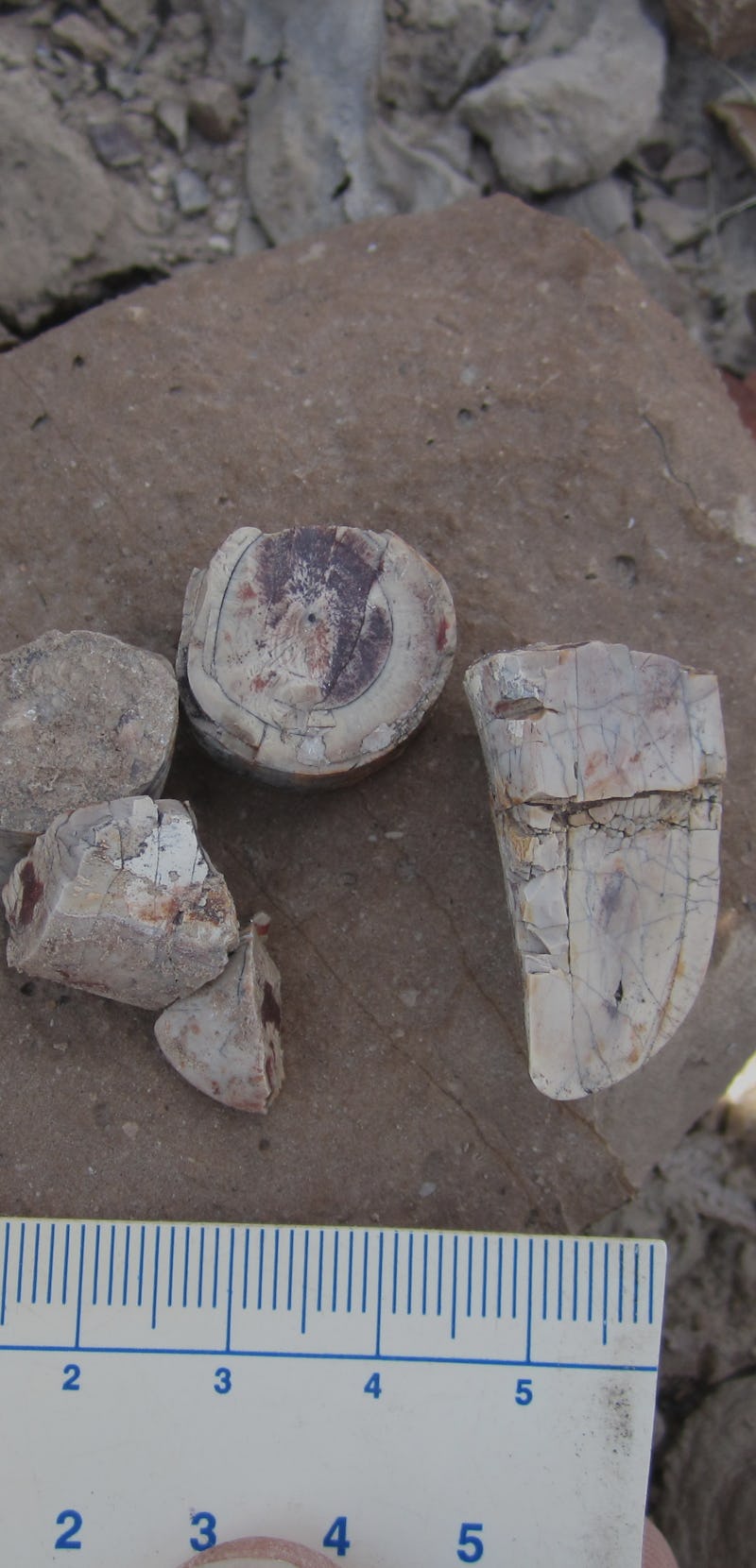 Isolated tusk fragments found in Zambia by field teams in 2018.