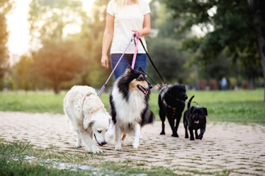 Dog walker walking multiple dogs