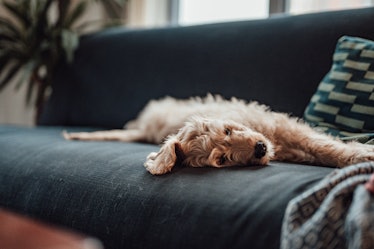 Dog lying on sofa