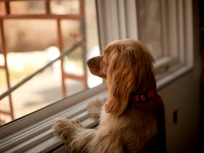 Dog waiting at window