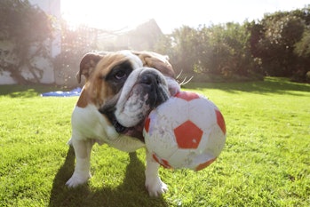 Bulldog playing with ball in garden