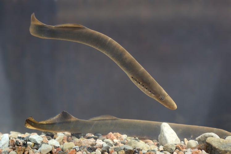 A European river lamprey.