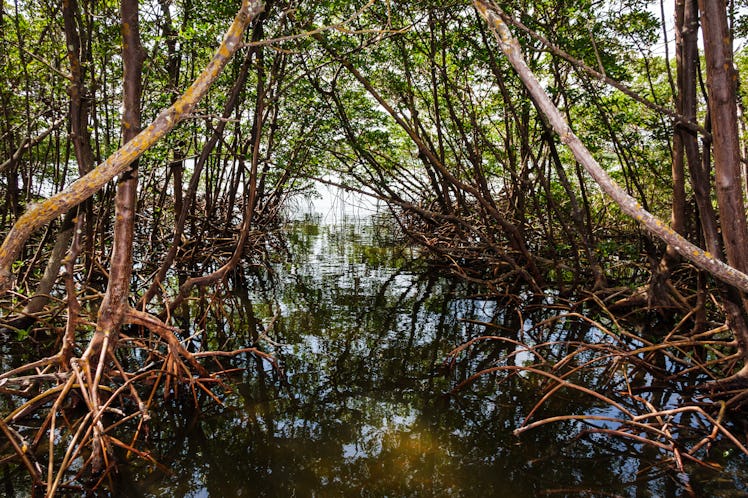 red mangrove