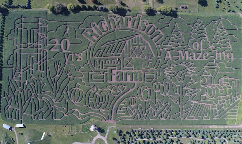 Huge corn maze that looks like pine trees and a barn at Richardson Adventure Farm in Spring Grove, I...