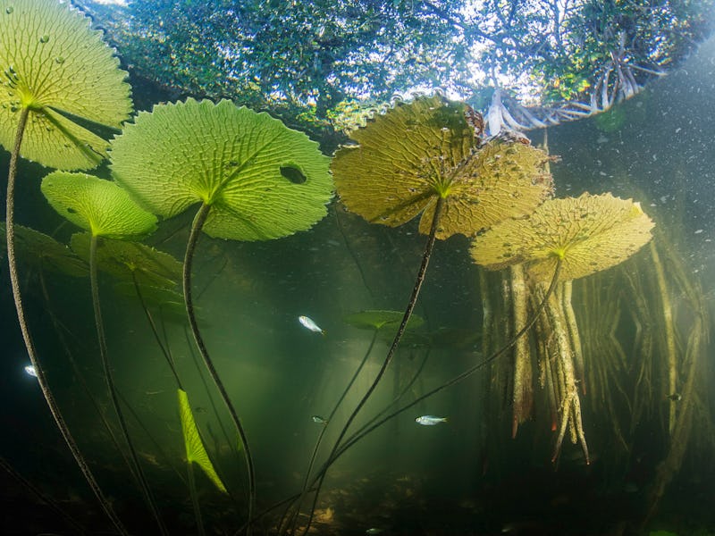 The aquatic life of the San Pedro Mártir River in Tabasco, Mexico, finds refuge in the submerged roo...