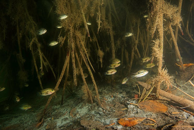 Red mangroves and fish in San Pedro Mártir River