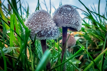 magic mushrooms, psilocybin