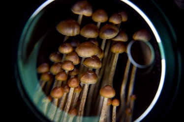 magic mushrooms