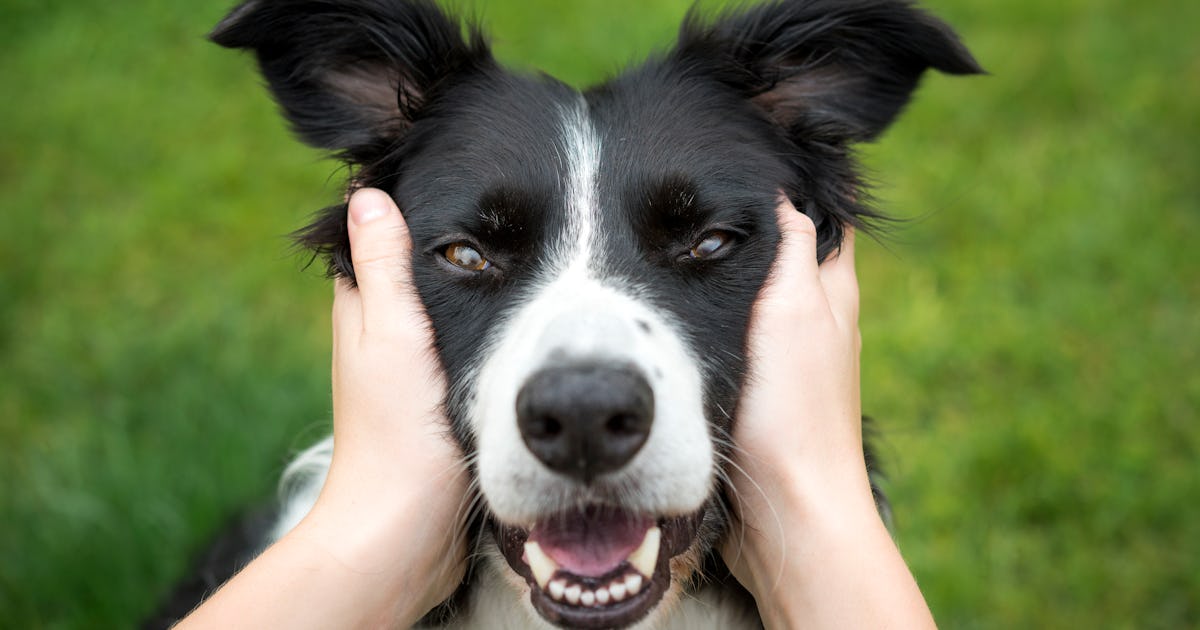 Can dogs actually learn words? What a new study on “gifted” canines reveals Can dogs actually learn words? What a new study on “gifted” canines reveals