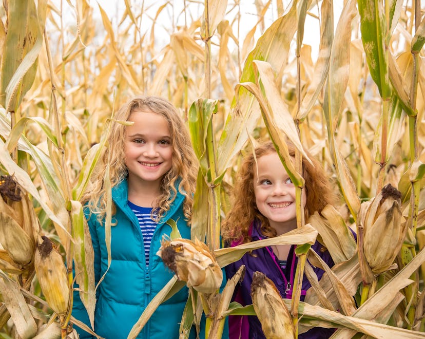 two young girls in a corn maze 