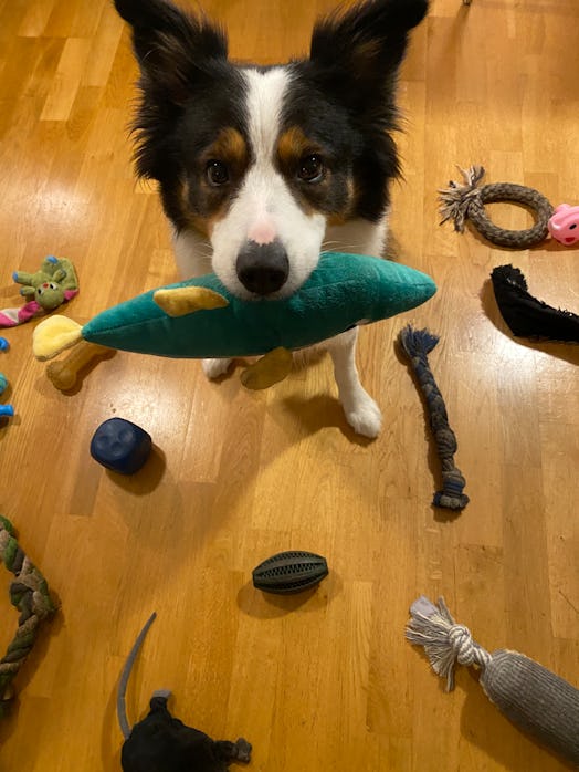 Border collie dog with toy in its mouth