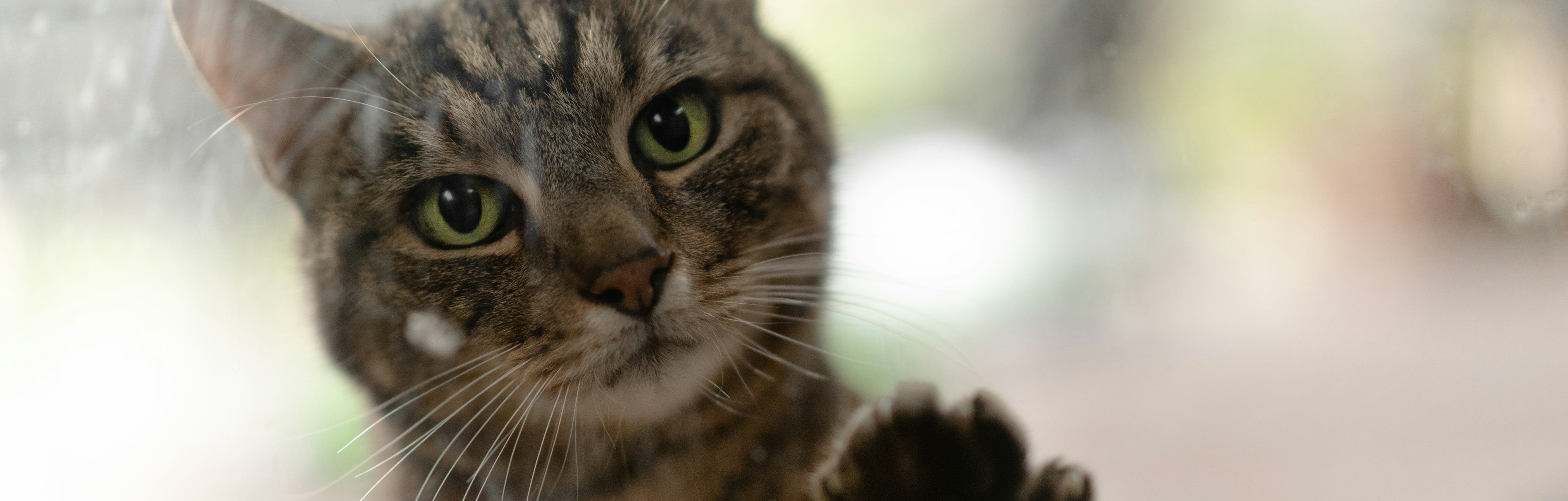 How Long Can I Leave My Cat Alone Cat Experts Reveal A Surprising Answer how-long-can-i-leave-my-cat-alone-cat-experts-reveal-a-surprising-answer