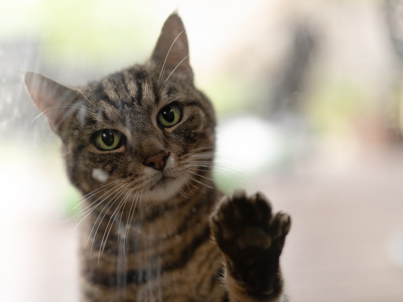 Cat pawing at window