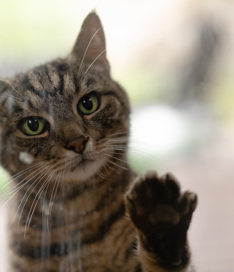 How Long Can I Leave My Cat Alone Cat Experts Reveal A Surprising Answer how-long-can-i-leave-my-cat-alone-cat-experts-reveal-a-surprising-answer