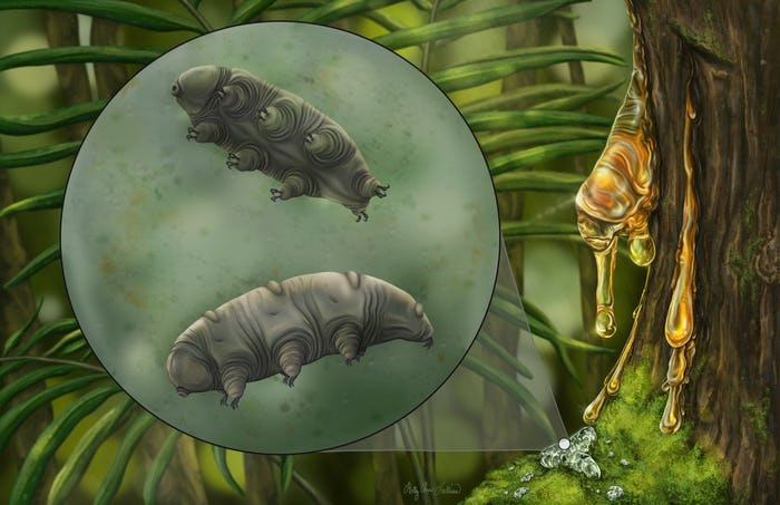 An artistic depiction of tardigrades 