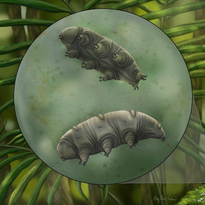 An artistic depiction of tardigrades 