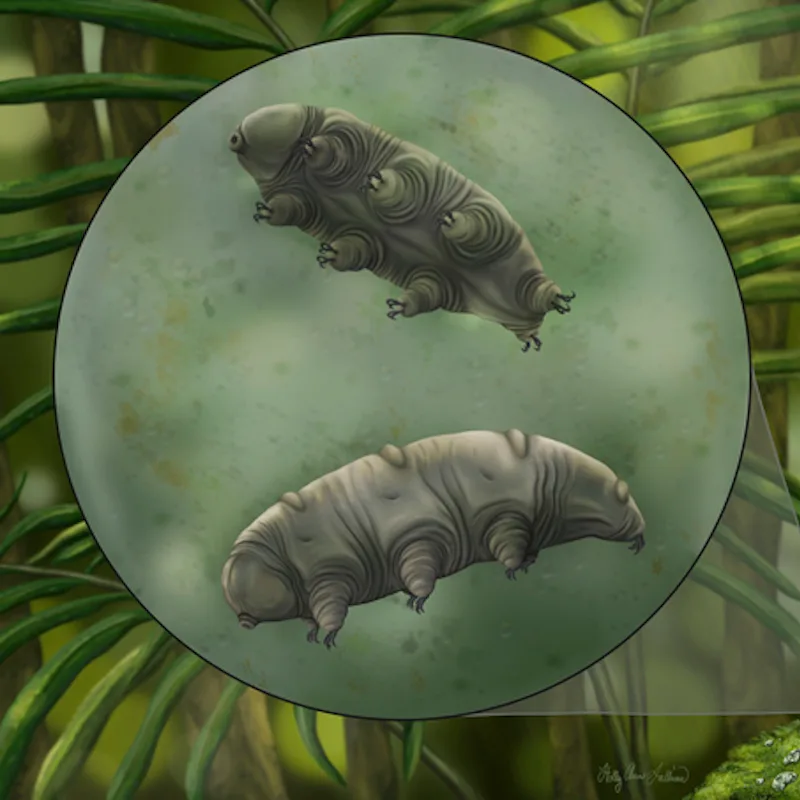 An artistic depiction of tardigrades