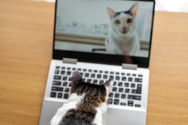 Cat looking at itself on computer webcam