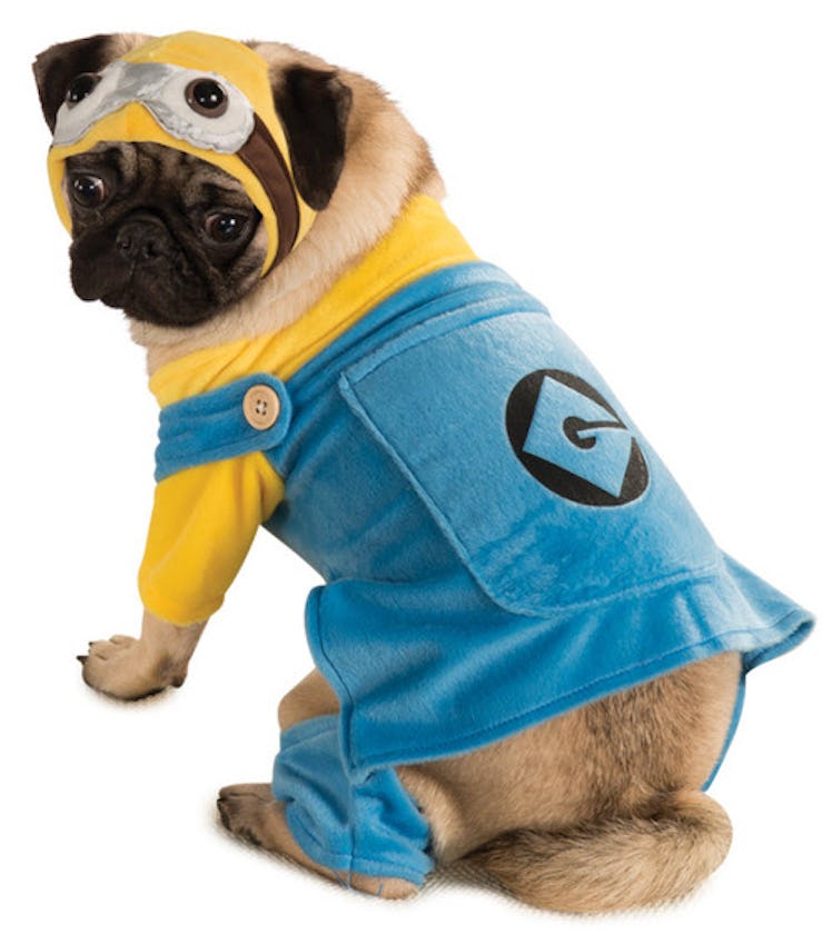 The Halloween Express 2021 pet costumes includes a Minion dog costume.