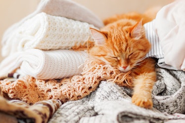Cat sleeps in blankets