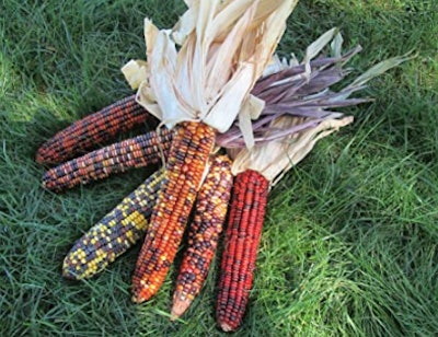 Dried decorative corn
