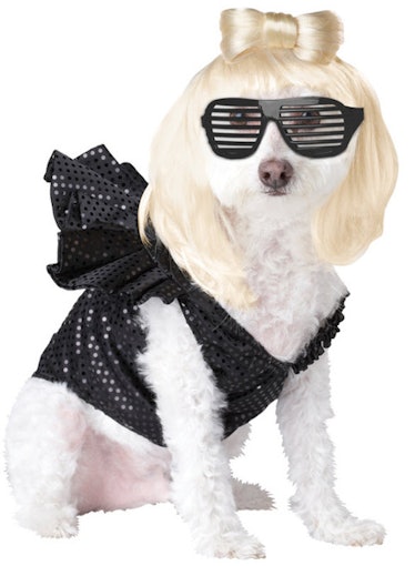 Halloween Express has a Lady Gaga pet costume as part of their 2021 pet costumes. 