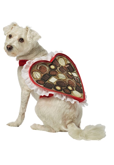 Chocolate Box Pet Costume