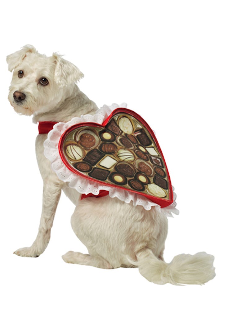Chocolate Box Pet Costume