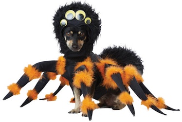 This spider costume is part of the Halloween Express 2021 pet costumes collection. 