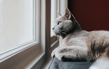 Cat lying near window