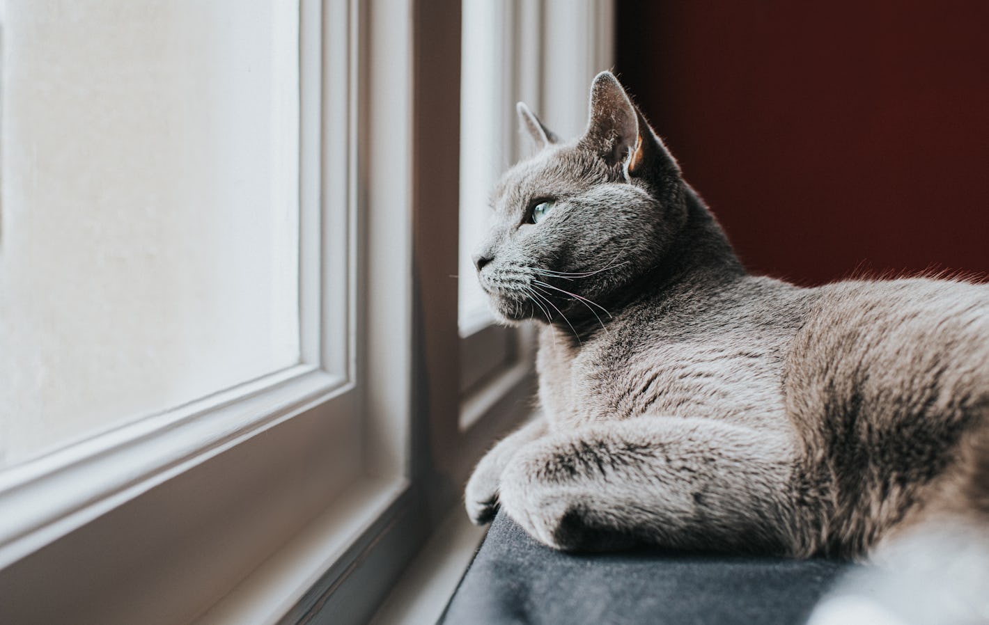 How long can I leave my cat alone? Cat experts reveal a surprising answer