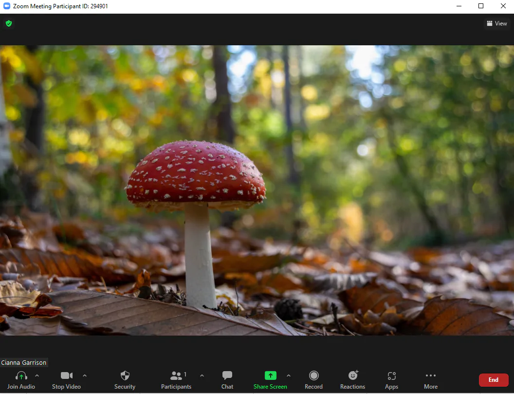 25 Fall Zoom Backgrounds For Autumnal AF Video Calls