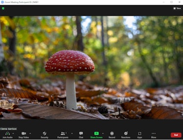 These fall Zoom backgrounds include a cute mushroom on a forest floor.
