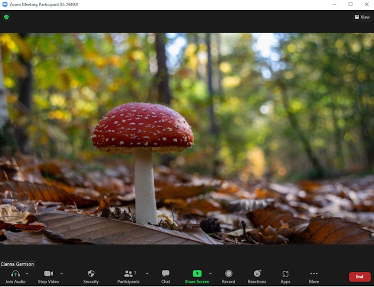 These fall Zoom backgrounds include a cute mushroom on a forest floor.