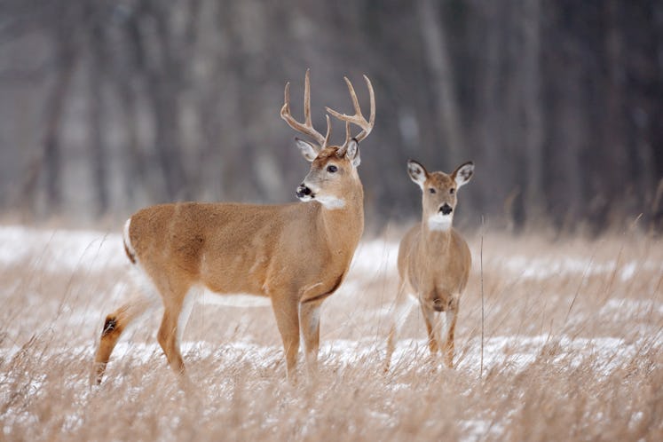 White-tailed deer in snowy field