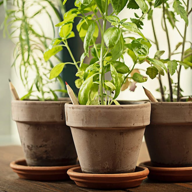 Sprout Plantable Pencils