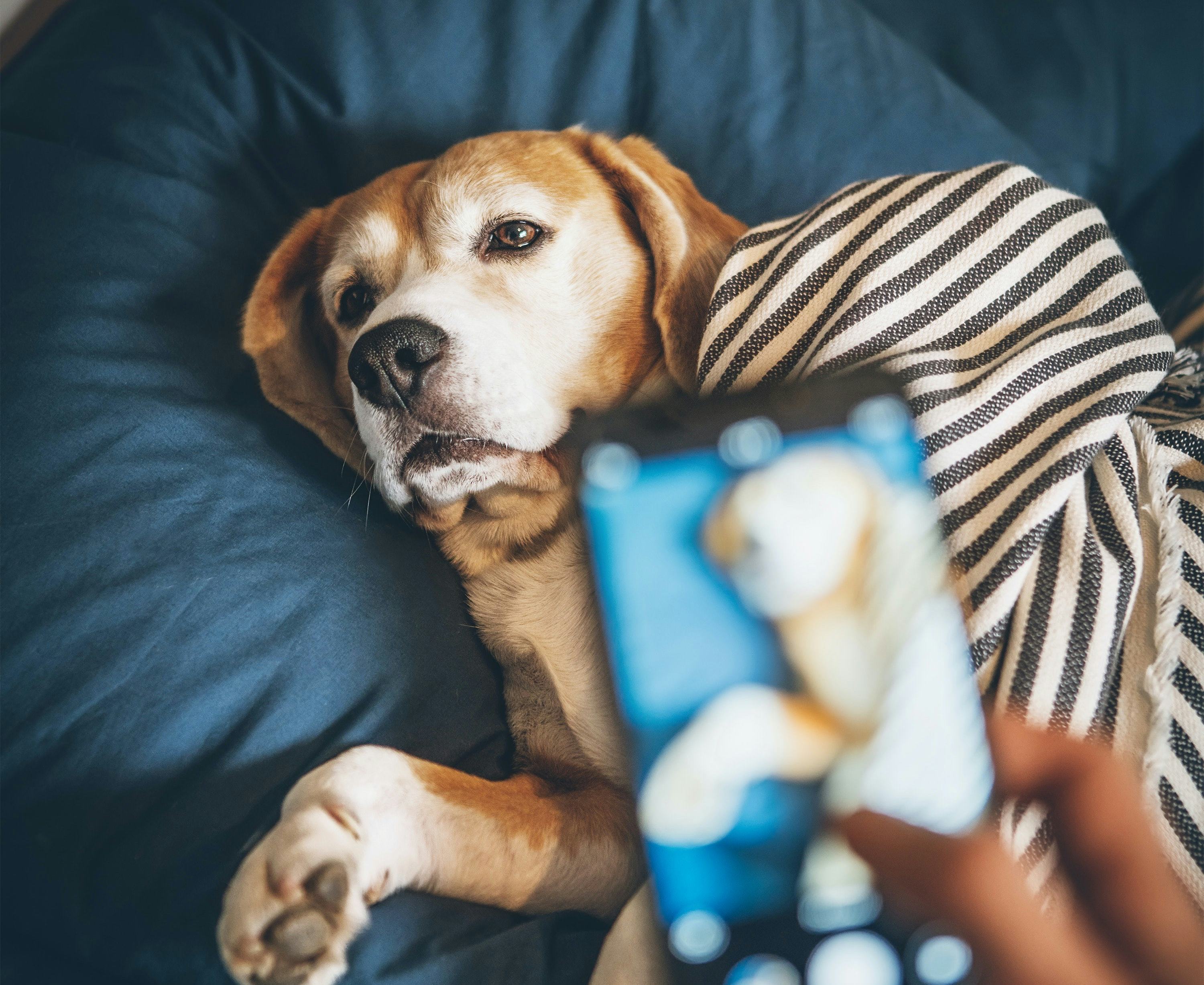 The 'We’ll Plant 1 Tree For Every Pet Picture' Trend, Debunked