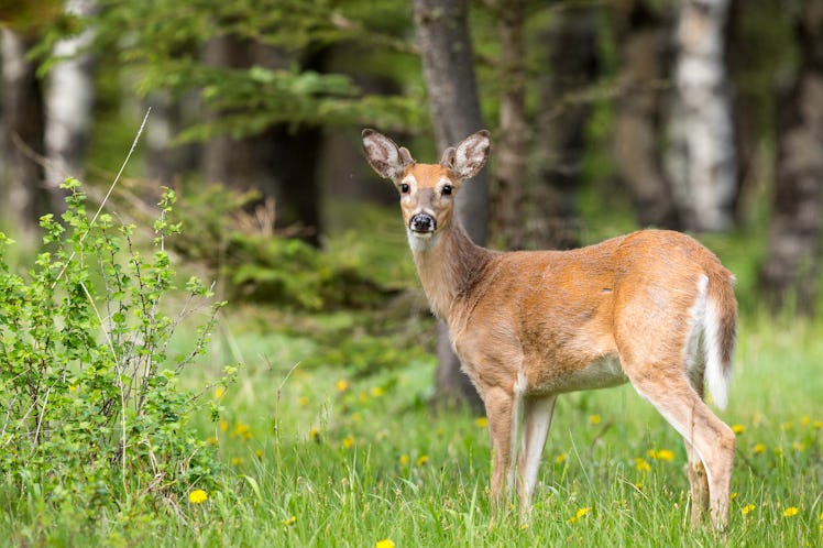 Adult white-tailed deer