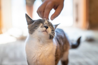 Human petting cat