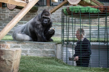 Zoo owner and gorilla
