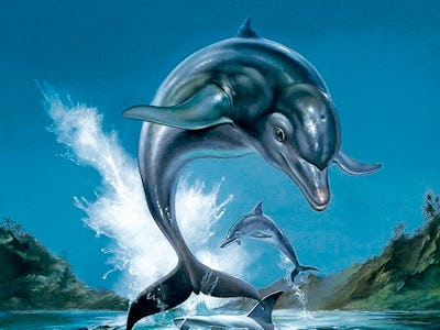 Ecco the best sale dolphin switch